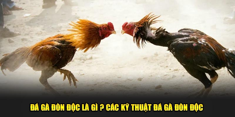 Đá Gà Đòn Độc Là Gì? Tìm Hiểu Các Kỹ Thuật Đá Gà Đòn Độc